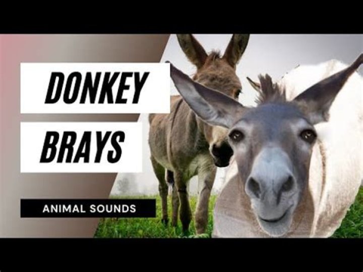 Animal that brays