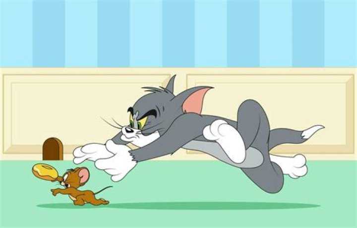 Animal that might chase a mouse