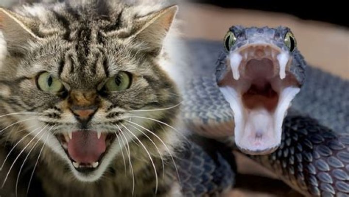 Animals that hiss and purr