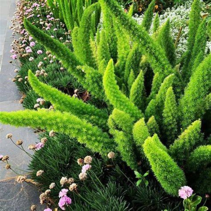 Any shrub fern or flower