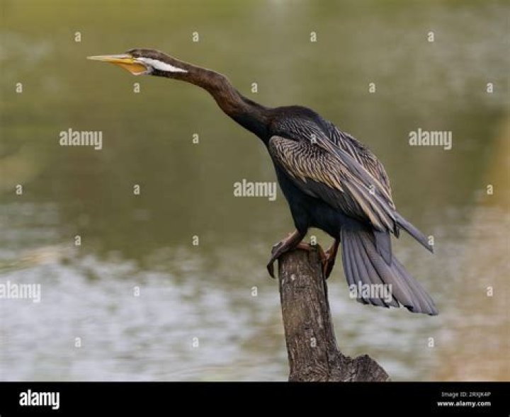 Aquatic bird with a long flexible neck