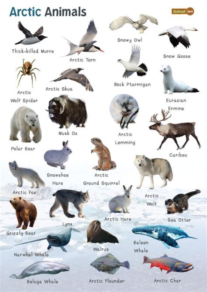 Arctic mammal with whiskers