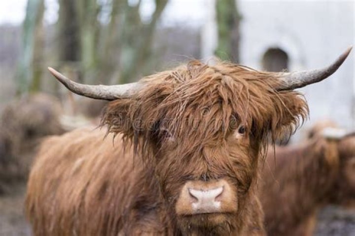 Big shaggy bovine
