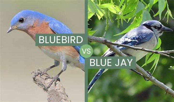 Bluebird Vs Robin: A Comprehensive Comparison