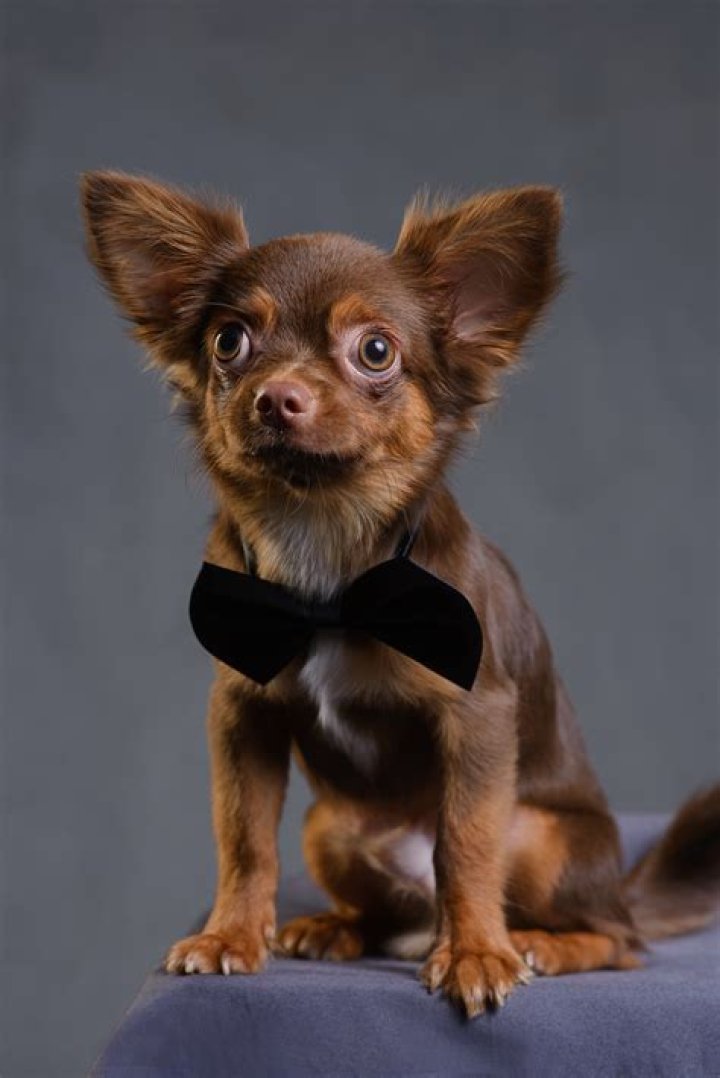 Chihuahua's bark