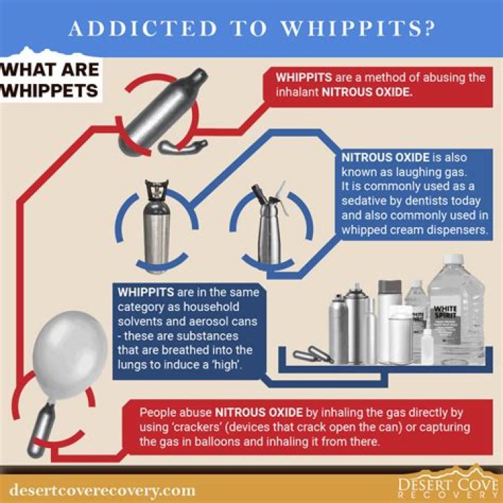 Everything You Need To Know About Whippets: A Guide To Safety