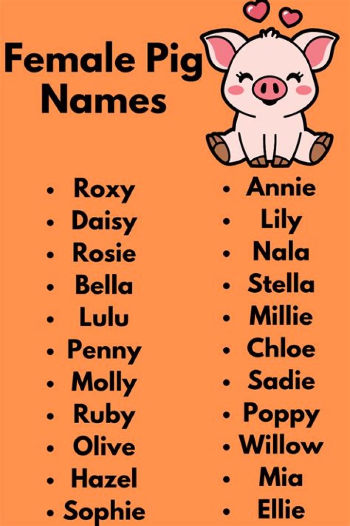 Female pig