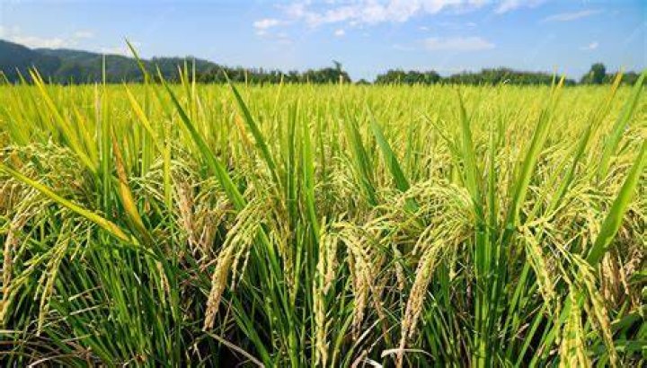 Field for growing rice