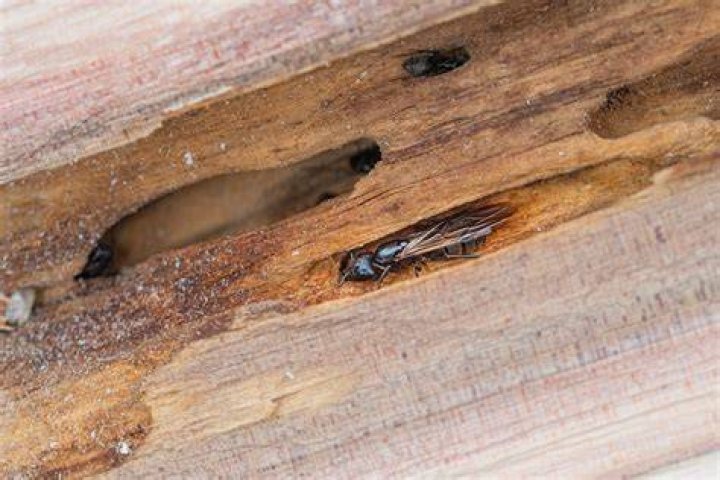 Fire or carpenter insect