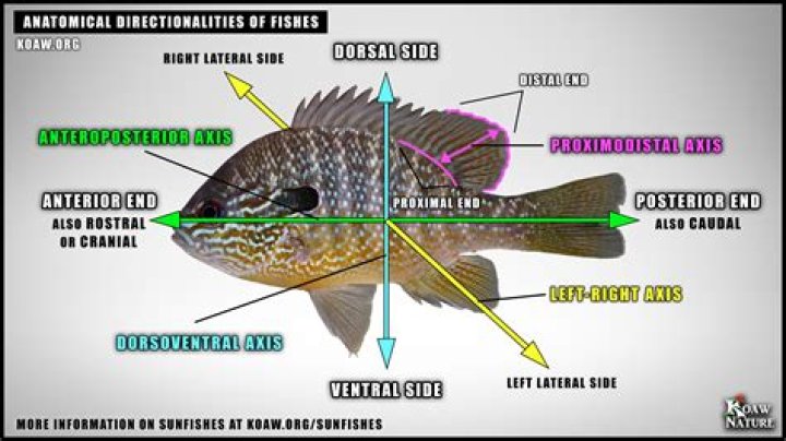 Fish part that could be dorsal or ventral