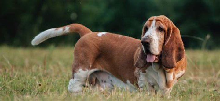 Floppy feature of a basset hound