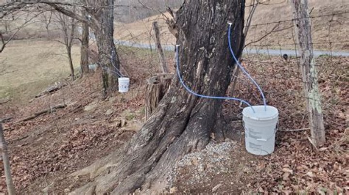 Fluid that's tapped from maple trees