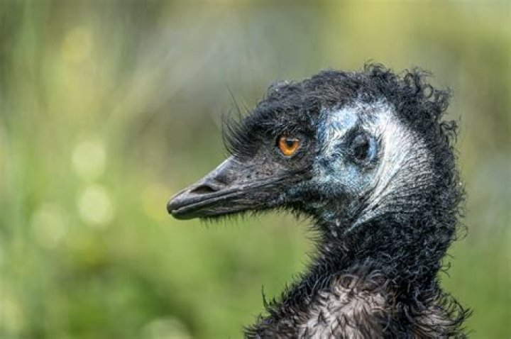 Giant bird native to Australia
