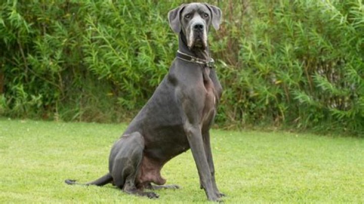 Great ___ (large dog breed)