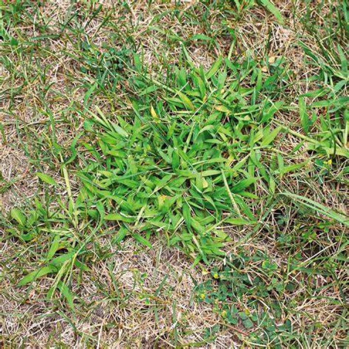 Like a lawn that's just been cut