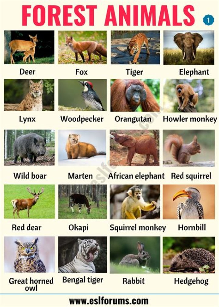 Like animals in the forest