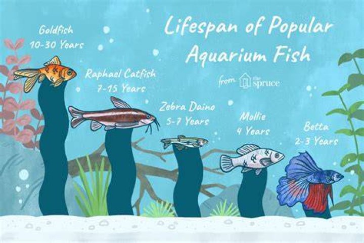 Long fish that can live more than 75 years