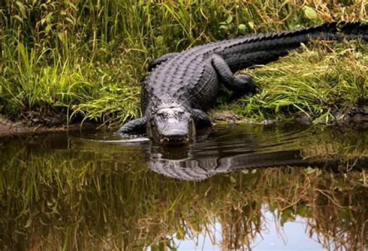 Louisiana wetland where alligators live