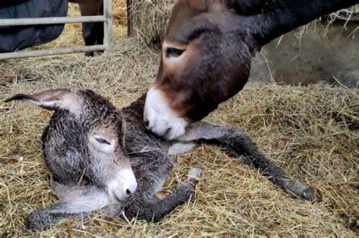 Newborn donkey or horse