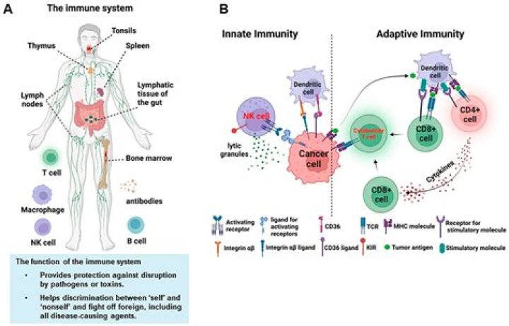 ___ node (part of the body's immune system)
