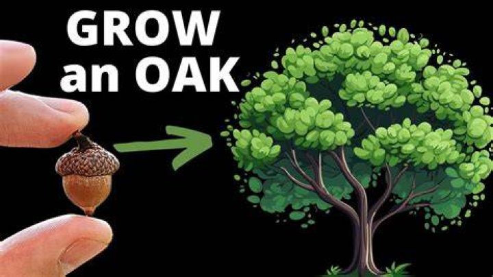 Nut that grows into an oak