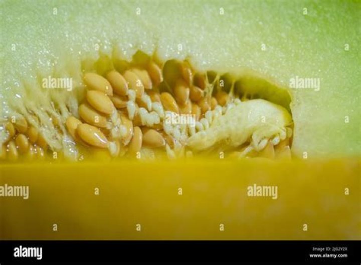 Outermost part of a melon