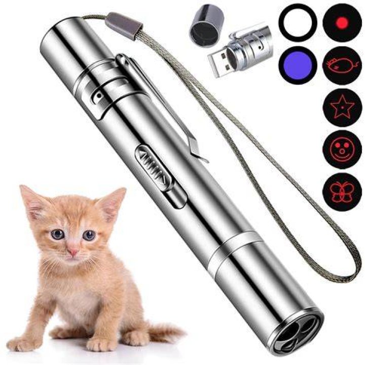 Pet that might chase a laser-pointer dot