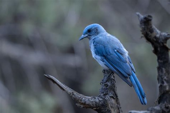 Raucous blue bird
