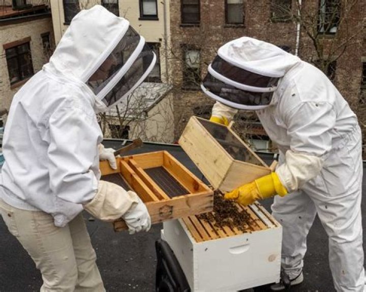 Residents of a hive