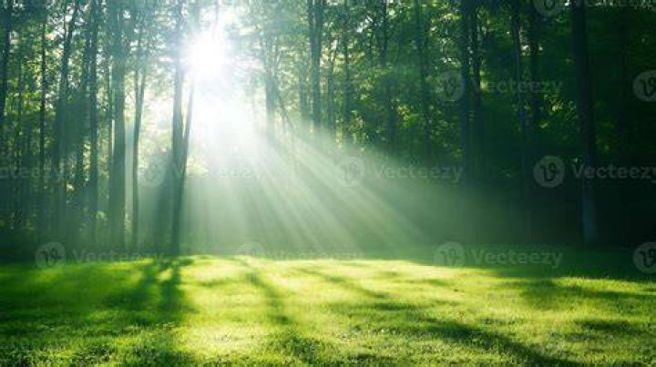 Shafts of sunlight