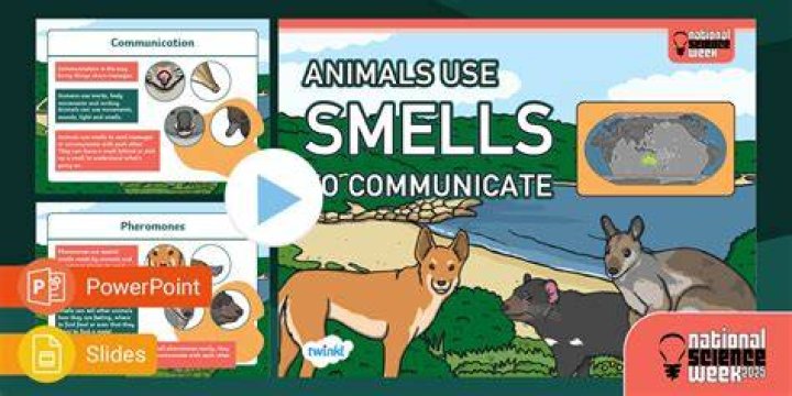 Smells
