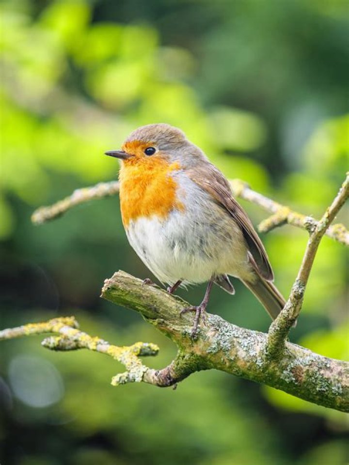 Stunning Female Robin Photos | Gallery Of Female Robin Images