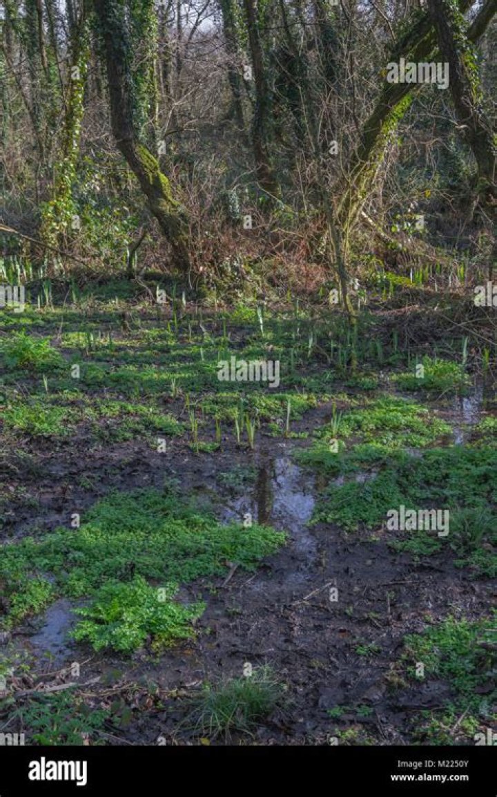 Swampy ground