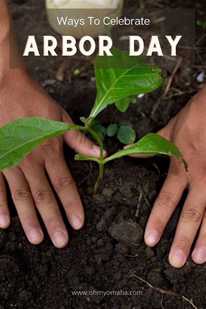 They get planted on Arbor Day