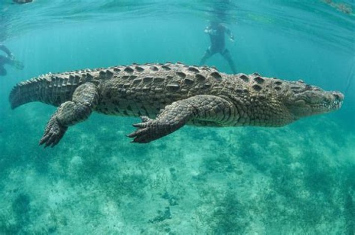 Type of shirt that might have a crocodile on it