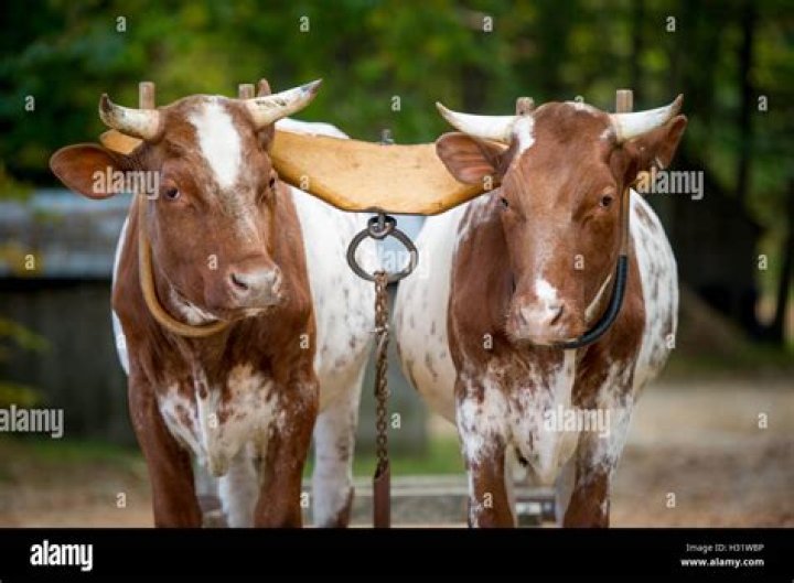 Yoke-wearing pair of farm animals